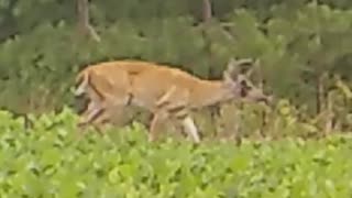 What Happened To This Buck's Antler?!?