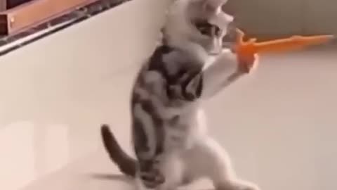 cats_and_dogs_funny_things___funny_videos__