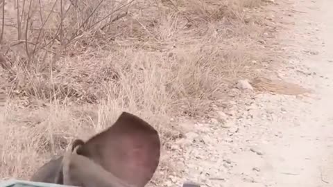😂🐘 Baby Elephant Takes Over the Road! | FunFM