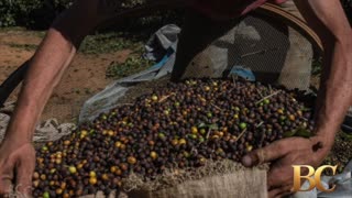 Bessent says ‘substantial’ tariff relief on coffee and bananas is coming soon