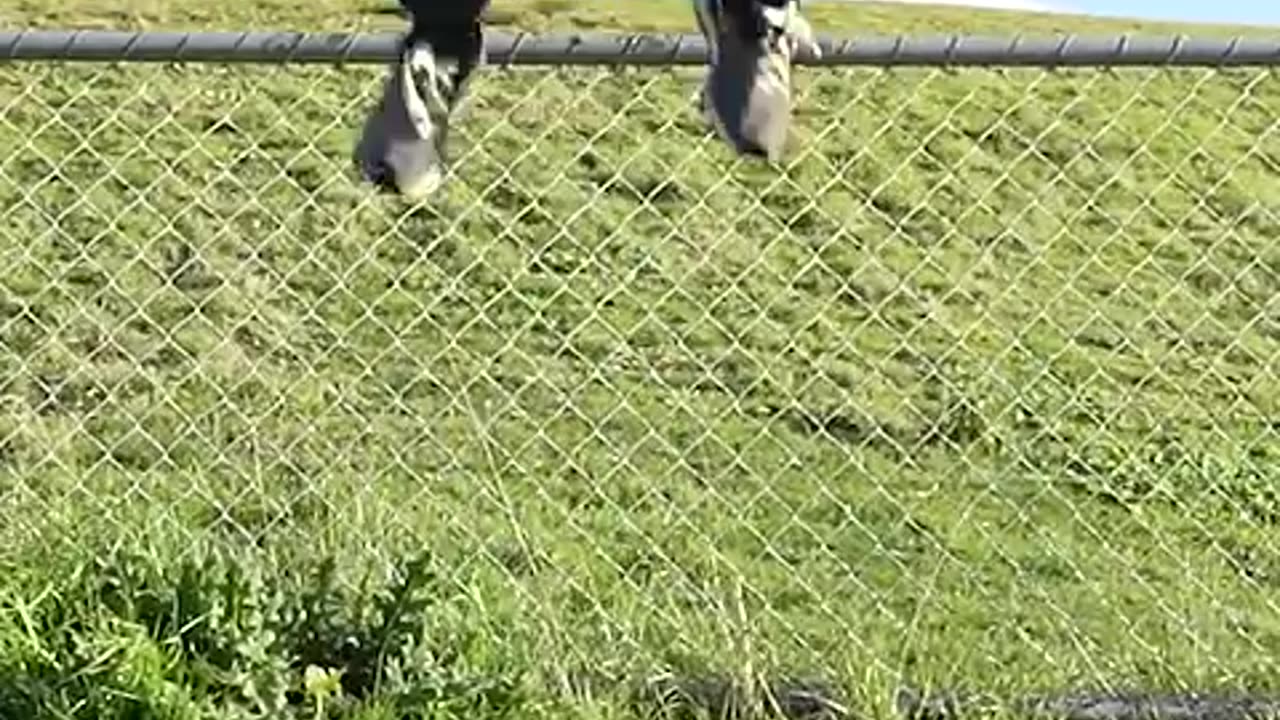 How animals get over the fence(with emojis)