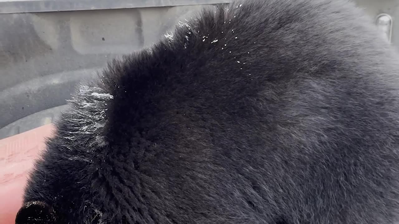 Smacking a Black Bear