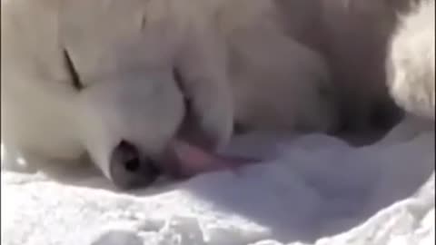 funny dog and snow short video #funn #viral #dog #animals #snow #viral #foryou