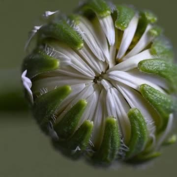 Magical flower timelapse