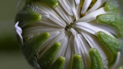Magical flower timelapse