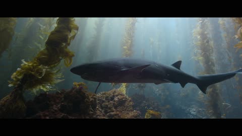 Ocean with David Attenborough: His Greatest Message of Hope for Our Planet 🌊🌍 (Official Documentary)