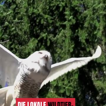 Wiedergänger Horst - Der Falke kehrt zurck in die Freiheit #Falkenrettung #Bussard