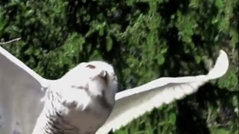 Wiedergänger Horst - Der Falke kehrt zurck in die Freiheit #Falkenrettung #Bussard