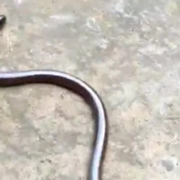 Teliya-Brahminy Blind-Flowerpot Common Blind-Hawaiian Blind Snake