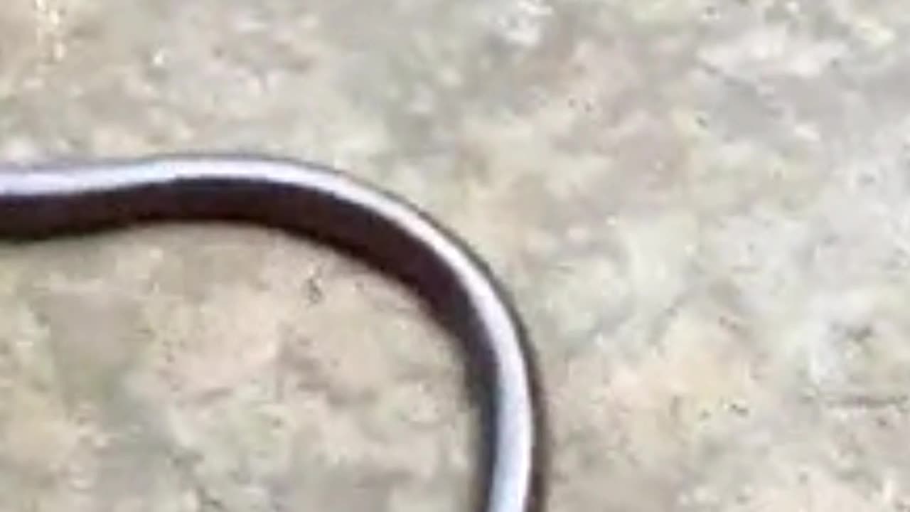 Teliya-Brahminy Blind-Flowerpot Common Blind-Hawaiian Blind Snake
