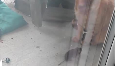 Best Funny Animal Fights Ever 🐾😂