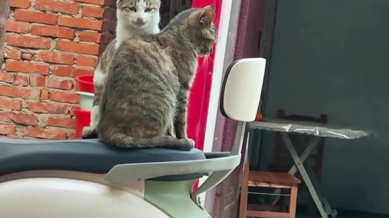 Cute cat lovers video😻😺🐈