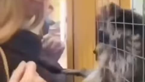 Racoon Love