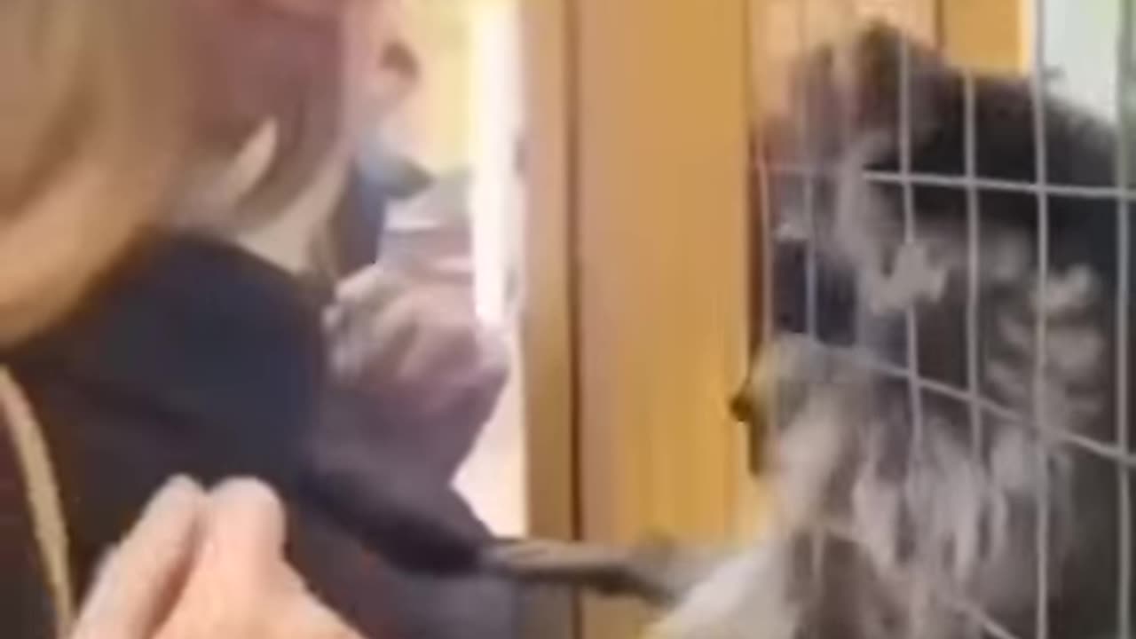 Racoon Love