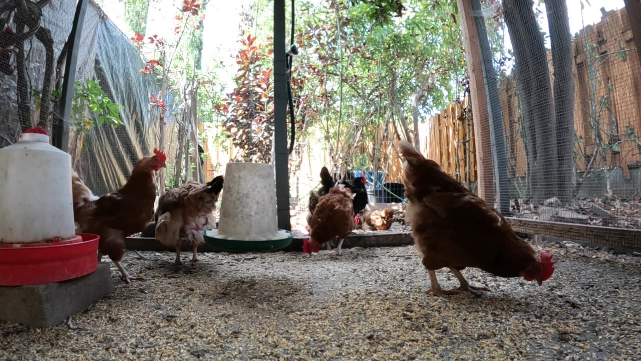 Backyard Chickens Sounds Noises Continuous Video Hens Roosters!