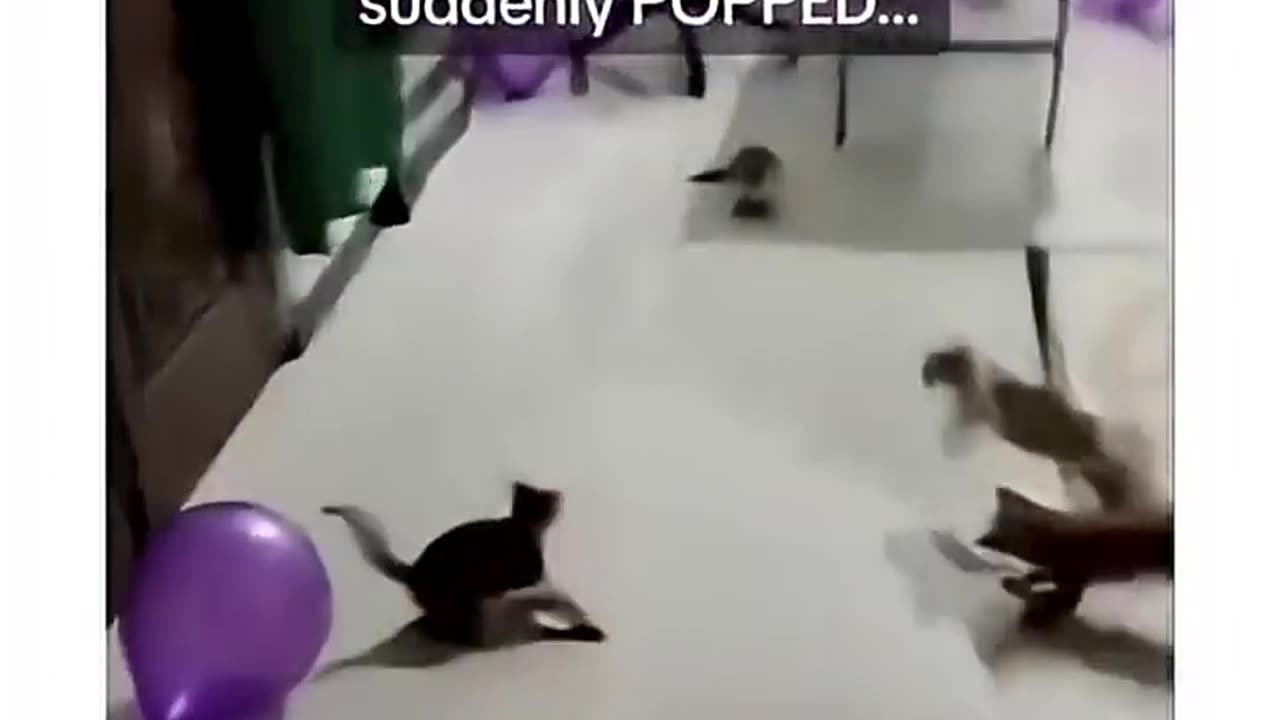 You’ll Be Laughing Nonstop! 😂 Funniest Video Compilation