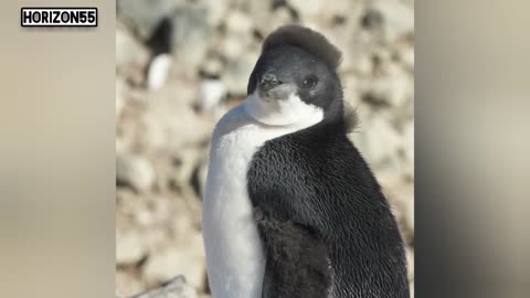 "Adorable Owls and Penguins Compilation”