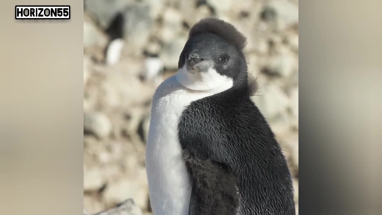 "Adorable Owls and Penguins Compilation”