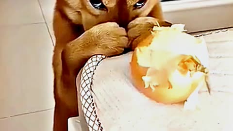 😂😆 "This Dog Just Invented Comedy!" 😂😆