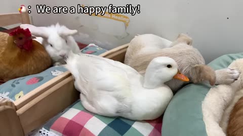 kitty becomes a mom and the hen, so cute
