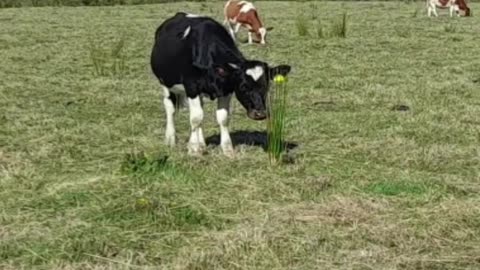 cow