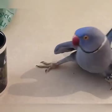 God’s gift to all other canaries ? Lol