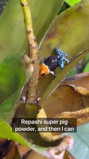 Orange Springtail Population Boom