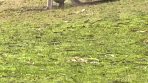 Kangaroo diaries only in Australia 🇦🇺