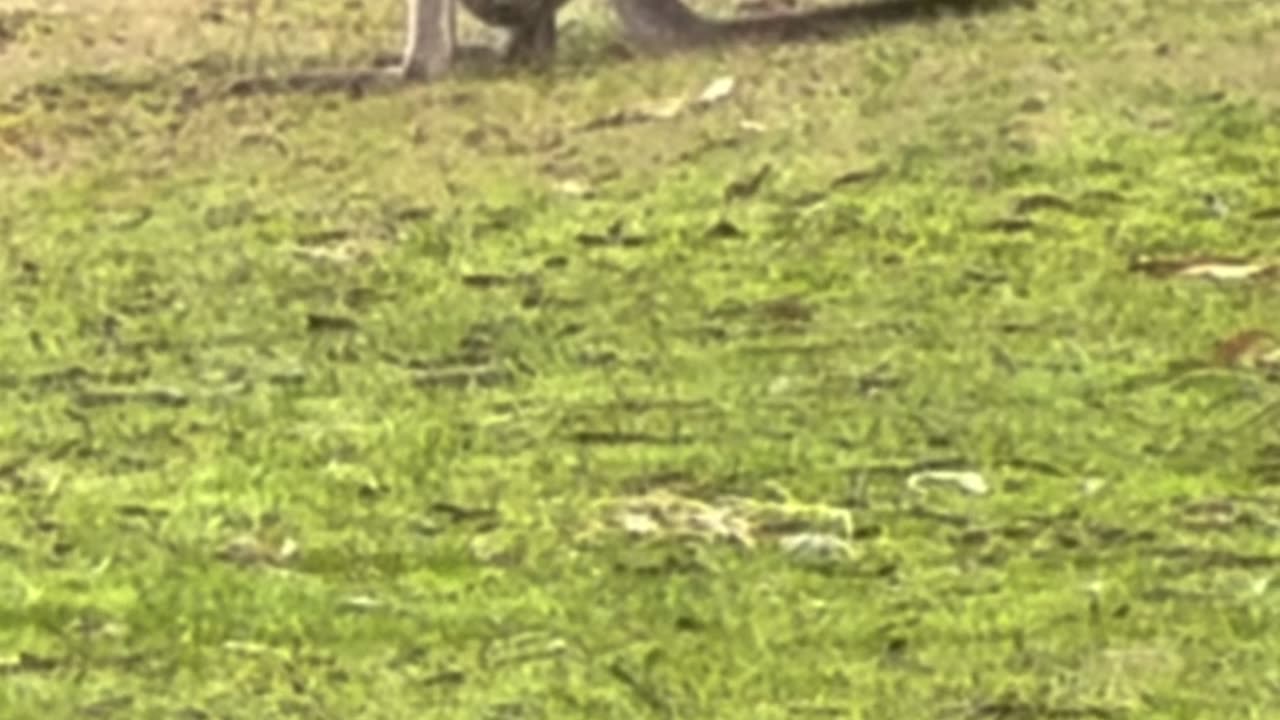 Kangaroo diaries only in Australia 🇦🇺