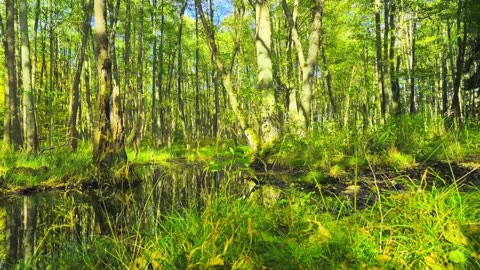 Green Radio: 24/7 Concert of Birds and Nature Sounds