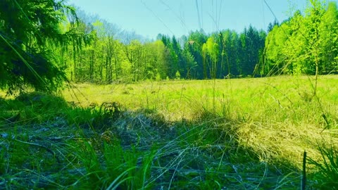 Green Radio: 24/7 Concert of Birds and Nature Sounds