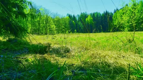 Green Radio: 24/7 Concert of Birds and Nature Sounds