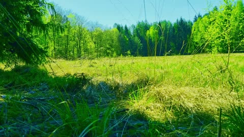 Green Radio: 24/7 Concert of Birds and Nature Sounds