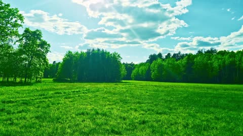 Green Radio: 24/7 Concert of Birds and Nature Sounds