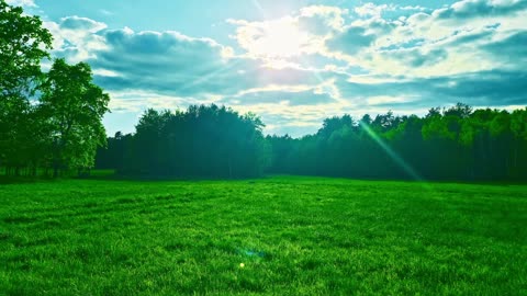 Green Radio: 24/7 Concert of Birds and Nature Sounds