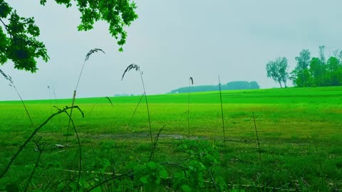 Green Radio: 24/7 Concert of Birds and Nature Sounds