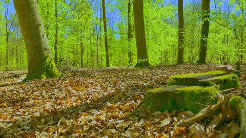 Green Radio: 24/7 Concert of Birds and Nature Sounds