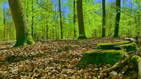 Green Radio: 24/7 Concert of Birds and Nature Sounds