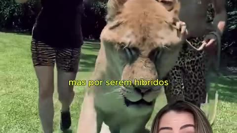 Ligres