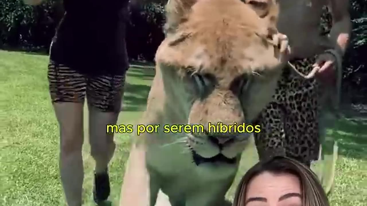 Ligres