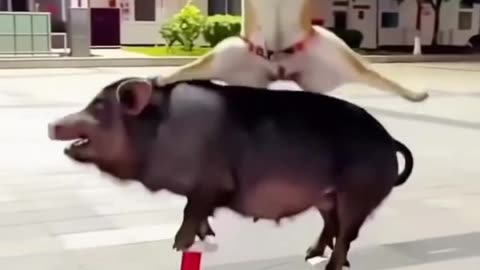 Funny dog 2025