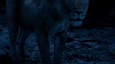 Mufasa 😍❤️ (Part - 38).....#reels #viralreels #reel #mufasa #animation #lastest #romantic #viralreel