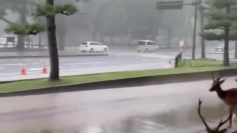 Sharing Shelter