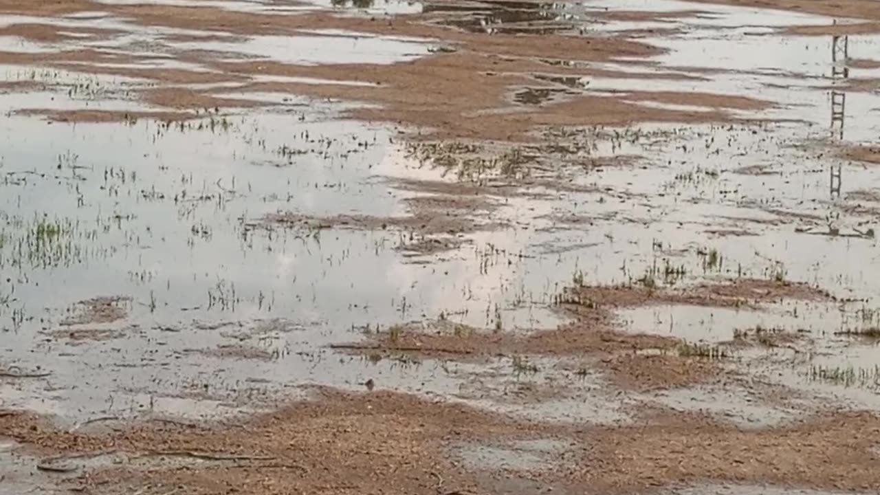 Beautiful video