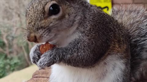 Sometimes your healing angel is in the form of a Squirrel