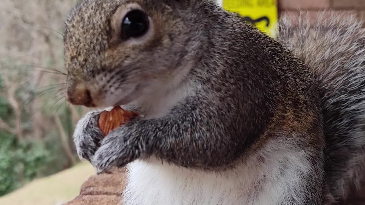Sometimes your healing angel is in the form of a Squirrel