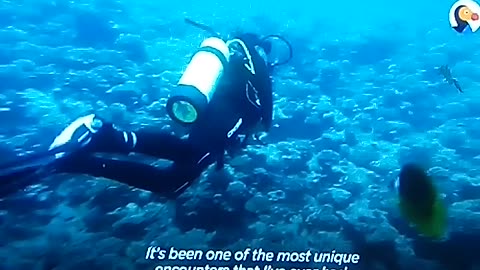 Consciousness in Fish