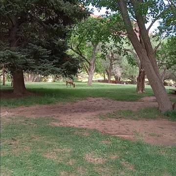 ripple, rock, nature, traveling, around, fish, lake, utah