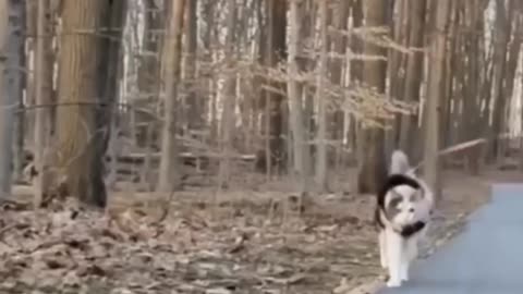 😂 Cutest & Funniest Pet Fails! 🐶 Too Adorable!