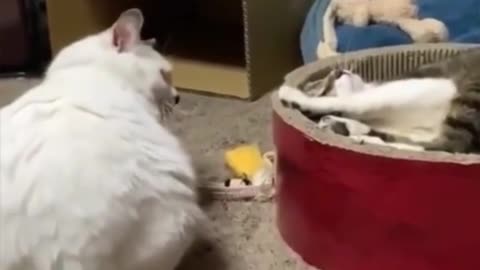 Like This Too, Your Pet? 😹 | Funny Cats Being Silly Together!